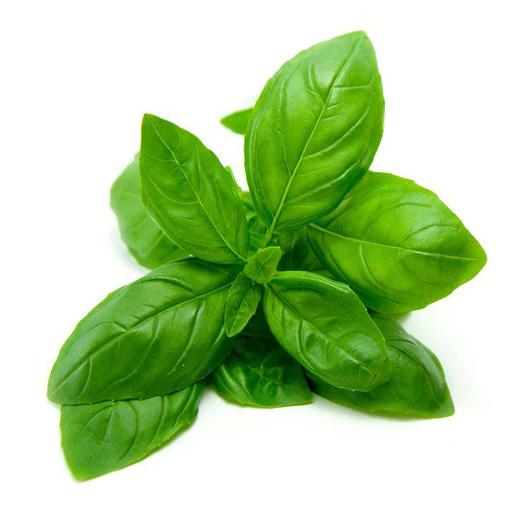 Basil leaves