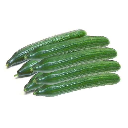 Cucumber Holland
