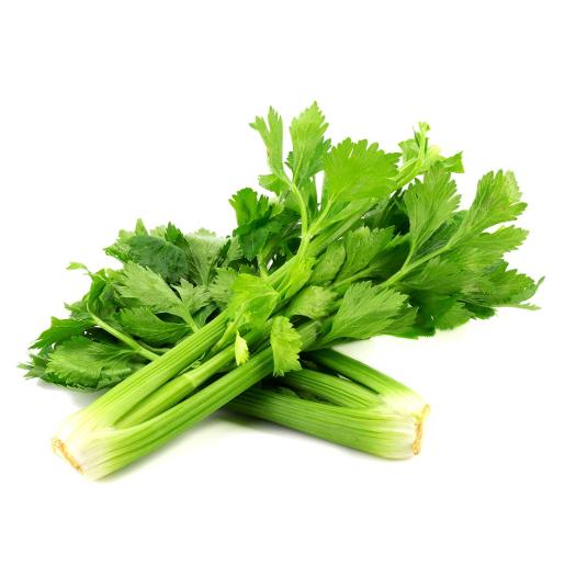 Celery Stick Spain