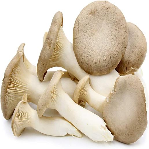 Mushroom Oyster Holland