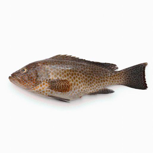 Hamour Fish