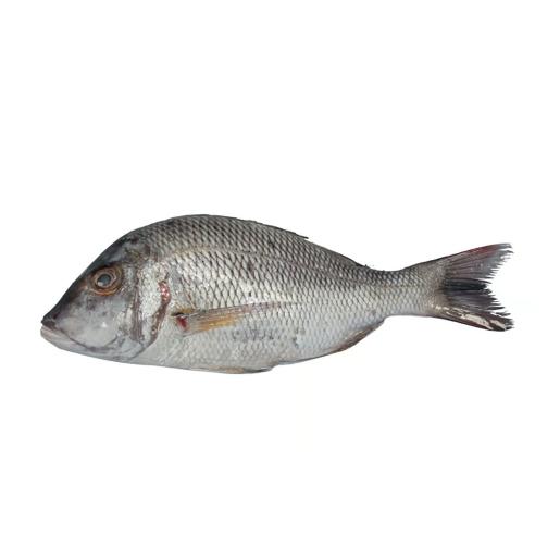 Farsh Fish Small Diagramma Pictum