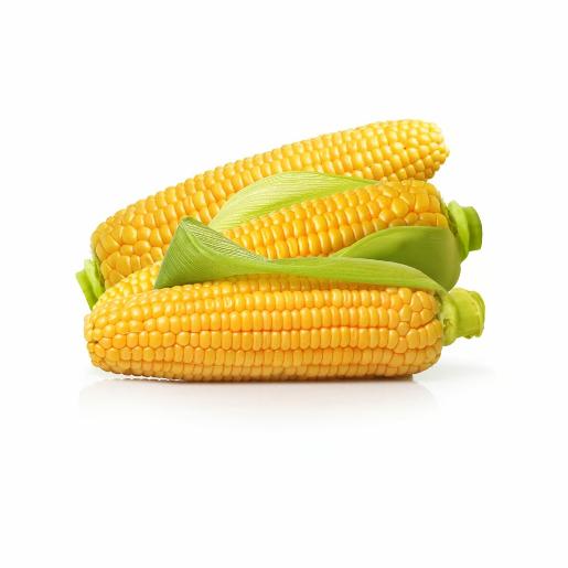 Sweet Corn Iran