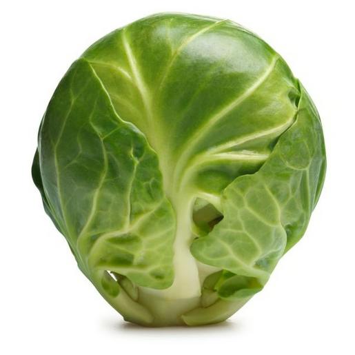 Brussels Sprout Holland